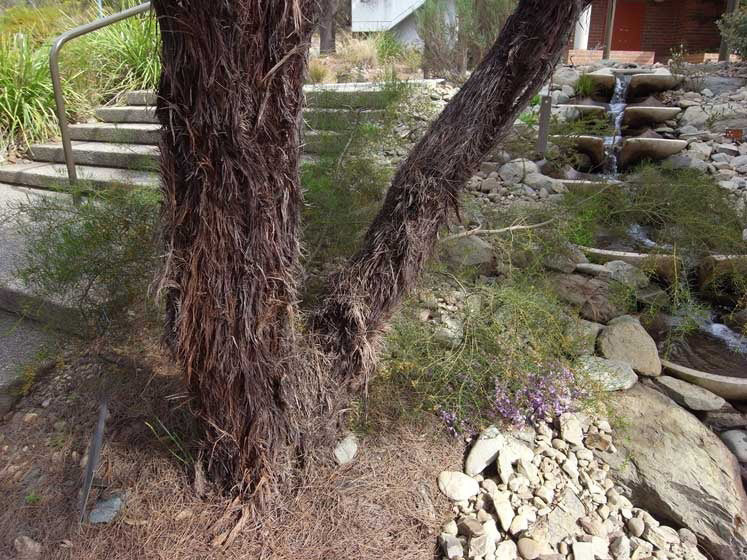 Fabulous Flame Sheoak