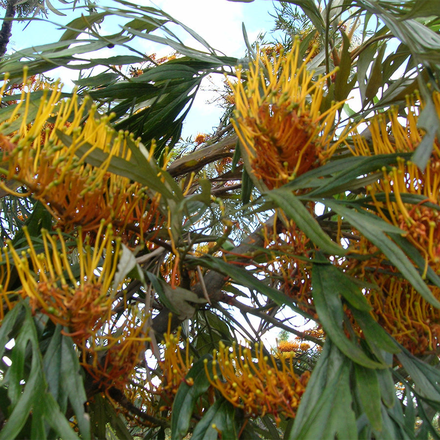 Silky Oak is not an Oak but a Casuarina