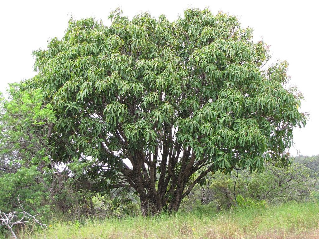The Mango tree, a naturalised Australian timber