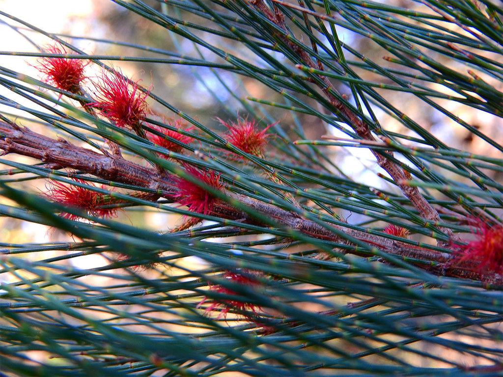 Sheoak is not  an Oak!