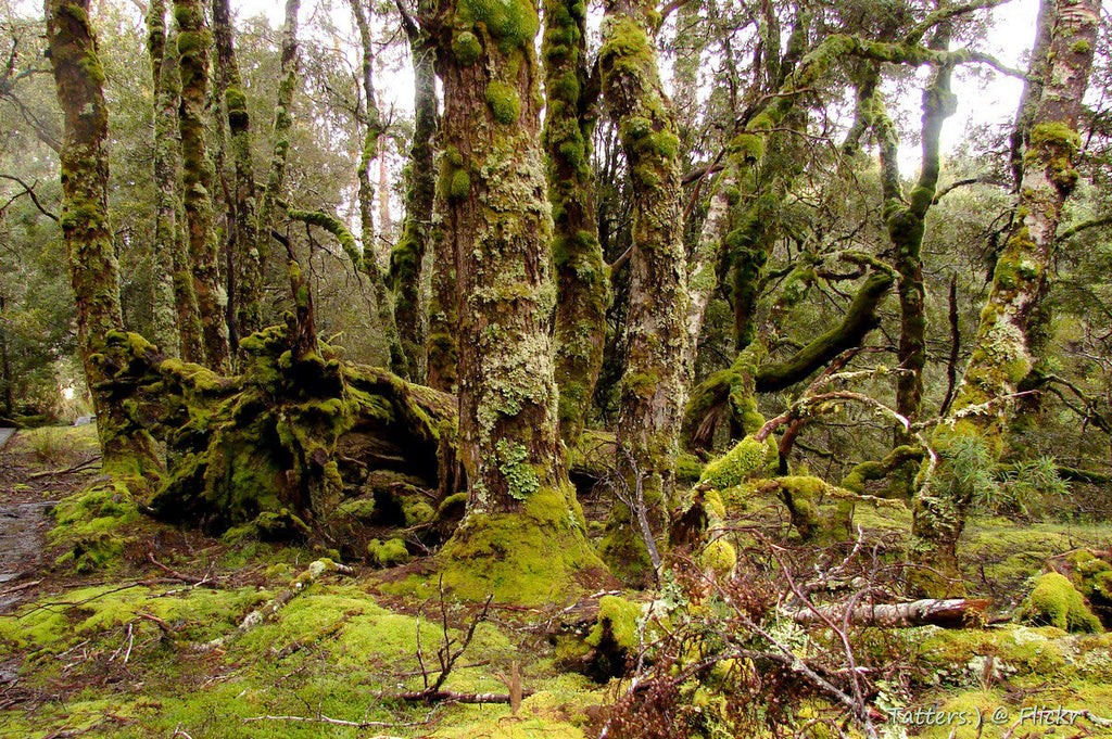 Tasmanian Myrtle, our link to Gondwana