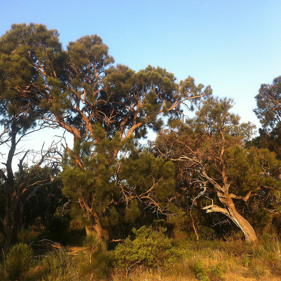 One of the best from the West: Western Sheoak